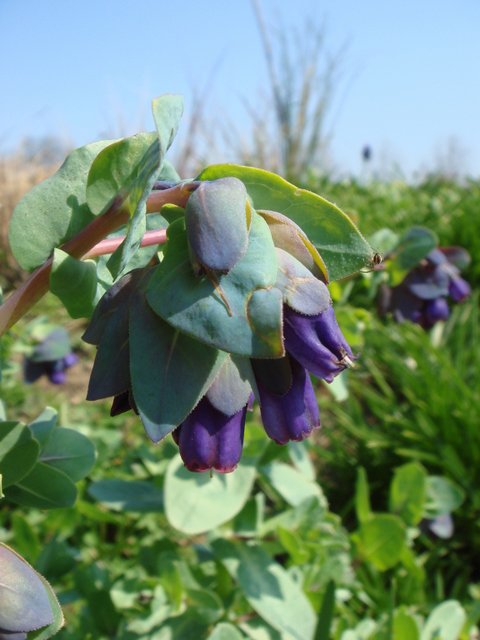 Cerinthe major fleur